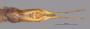 Media type: image;   Entomology 10296 Aspect: genitalia